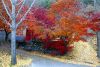 Thu Hàn Quốc tràn ngập lá đỏ