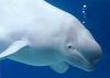 Phát hiện loài cá voi trắng bắt chước tiếng người