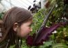 Hoa thịt thối nở tại vườn thực vật ở New Zealand